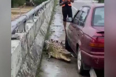 4 Penampakan Buaya di...