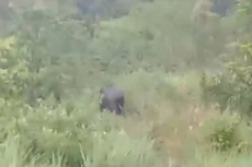 Belasan Gajah Liar Masuki...