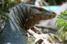 4 Pria Ini Perkosa Biawak,...
