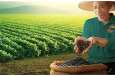 Pendapatan Petani di...