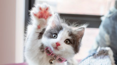 5 Mitos tentang Kucing,...