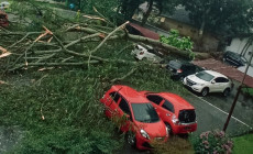 Pohon Tumbang Timpa...