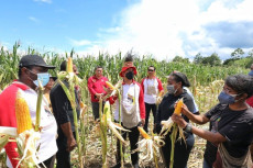 Petani Papua Muda Inspiratif...