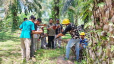 Petani Sawit Berkelanjutan...