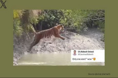 Viral Video Harimau...