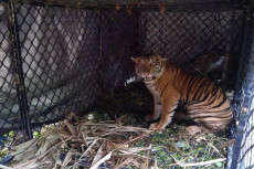 Apa Makanan Harimau...