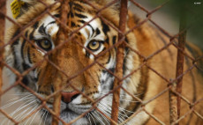 5 Bahaya Harimau Sebagai...
