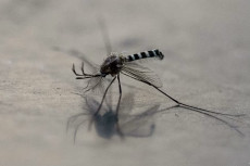 Kasus Chikungunya di...