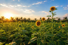 Manfaat Sunflower Oil...