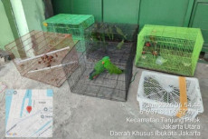 Kemenhut Bongkar Perdagangan...