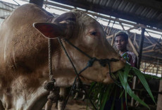 Sapi Kurban Dari Presiden...