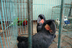 Penggagalan Penyelundupan...