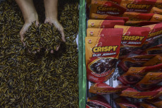 Produksi Makanan Crispy...