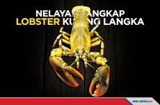 Nelayan di Teluk Maine...