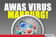 Mengenal Virus Marburg,...