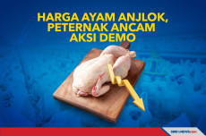 Harga Ayam Anjlok, Peternak...