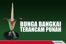 Bunga Bangkai Tumbuhan...