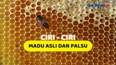 Tips Cara Mudah Membedakan...