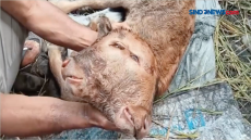 Unik! Anak Sapi Berkepala...