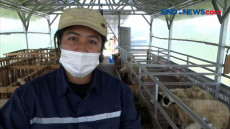 Peternakan Kambing Tanpa...