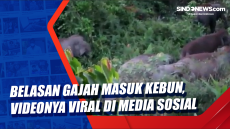 Belasan Gajah Masuk...