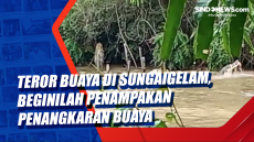 Teror Buaya di Sungaigelam,...