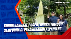 Bunga Bangkai, Puspa...