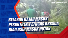 Belasan Gajah Masuk...