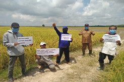 Di Tengah Pandemi Corona, Petani OKI Panen Raya Virtual