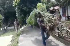 Tanam 50  Batang Ganja di Kebun Cabai, PNS Warga Pidie Jaya Ditangkap