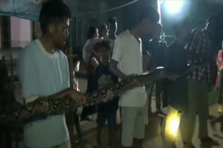 Hendak Mangsa Kambing, Warga Tangkap Ular Sanca 4 Meter dalam Kandang