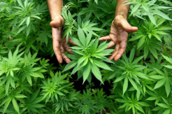 Rahmat dan Mudatsir yang Beli Ganja untuk Diabetes Dihukum 6.5 Tahun