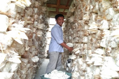 Jamur Tiram Tak Terpengaruh Covid-19, Duta Petani Milenial Raup Puluhan Juta