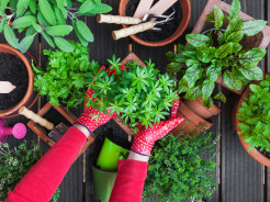Mahasiswa Mencoba Berkebun, Supaya Hemat dan Dapat Uang