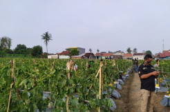 Kementan Dukung Petani Milenial Kelola Lahan Kodam Jaya