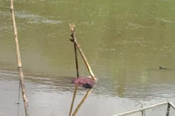Geger, Mayat Ditemukan Mengambang di Sungai Kerinci Jambi