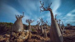 Pulau Socotra: Pulau Kecil dengan Sensasi Berada di Planet Alien