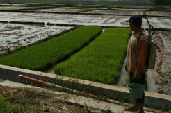 Jaga Stok Pangan, Petani Cilacap Lakukan Percepatan Tanam