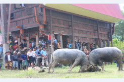 Satu-satunya di Sulsel, Toraja Utara Berstatus Zona Hijau COVID-19