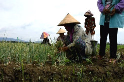 Harga Melonjak, Petani Bawang Tersenyum di Tengah Pandemi COVID-19