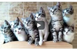 Nonton Video Kucing Yuk, Kamu Bisa Jadi Semangat Bekerja dan Belajar