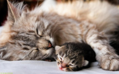 Ketemu Bayi Kucing tanpa Induk? Ini Tips Merawatnya