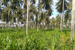 Petani Parigi Moutong Dimotivasi untuk Budidaya Jagung di Lahan Perkebunan Kelapa