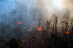 Kalimantan Timur Mulai Waspada Kebakaran Hutan dan Lahan