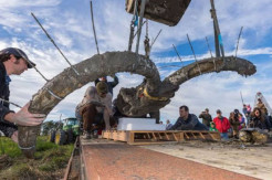 Dikira Pagar Kayu Tua, Ternyata Tengkorak Gajah Purba Berusia 15.000 Tahun