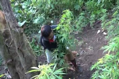 Ladang Ganja Ditemukan di Empatlawang, 100 Batang Disita