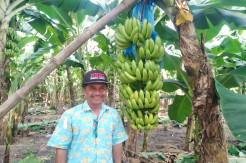 Budidaya Pisang Cavendish, Asa di Tengah Pandemi COVID-19