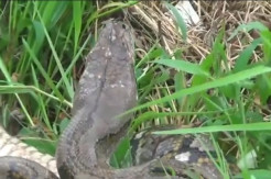 Sering Mangsa Ternak, Ular Piton Ngamuk dan Serang Petugas saat Mau Ditangkap