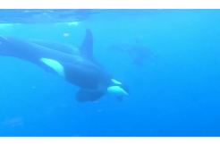 Rombongan Paus Orca Ini Terekam Kamera Muncul di Biak Papua