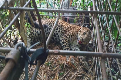 Kerap Memangsa Hewan Ternak, Macan Tutul di Ciamis Masuk Perangkap